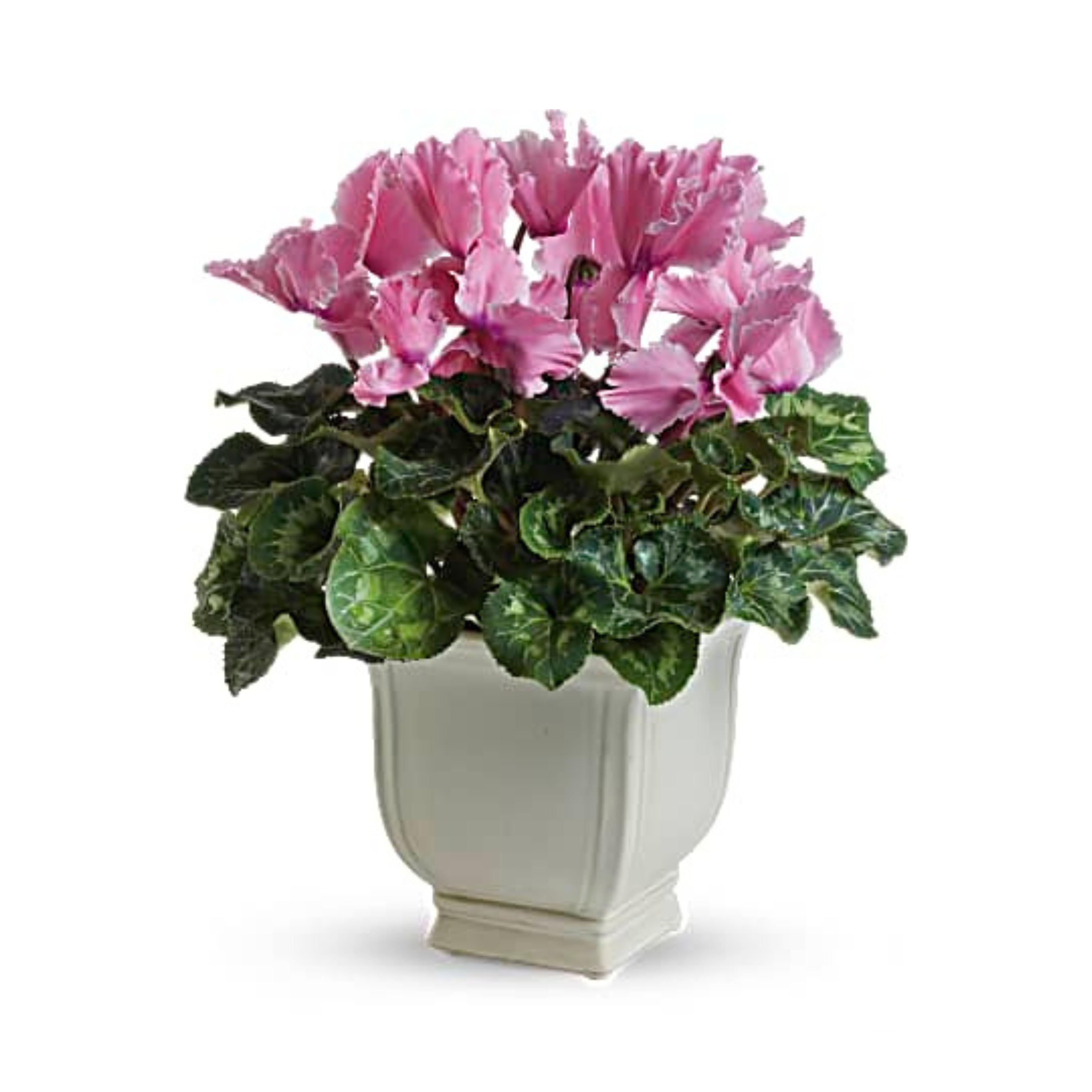 Sunny Cyclamen