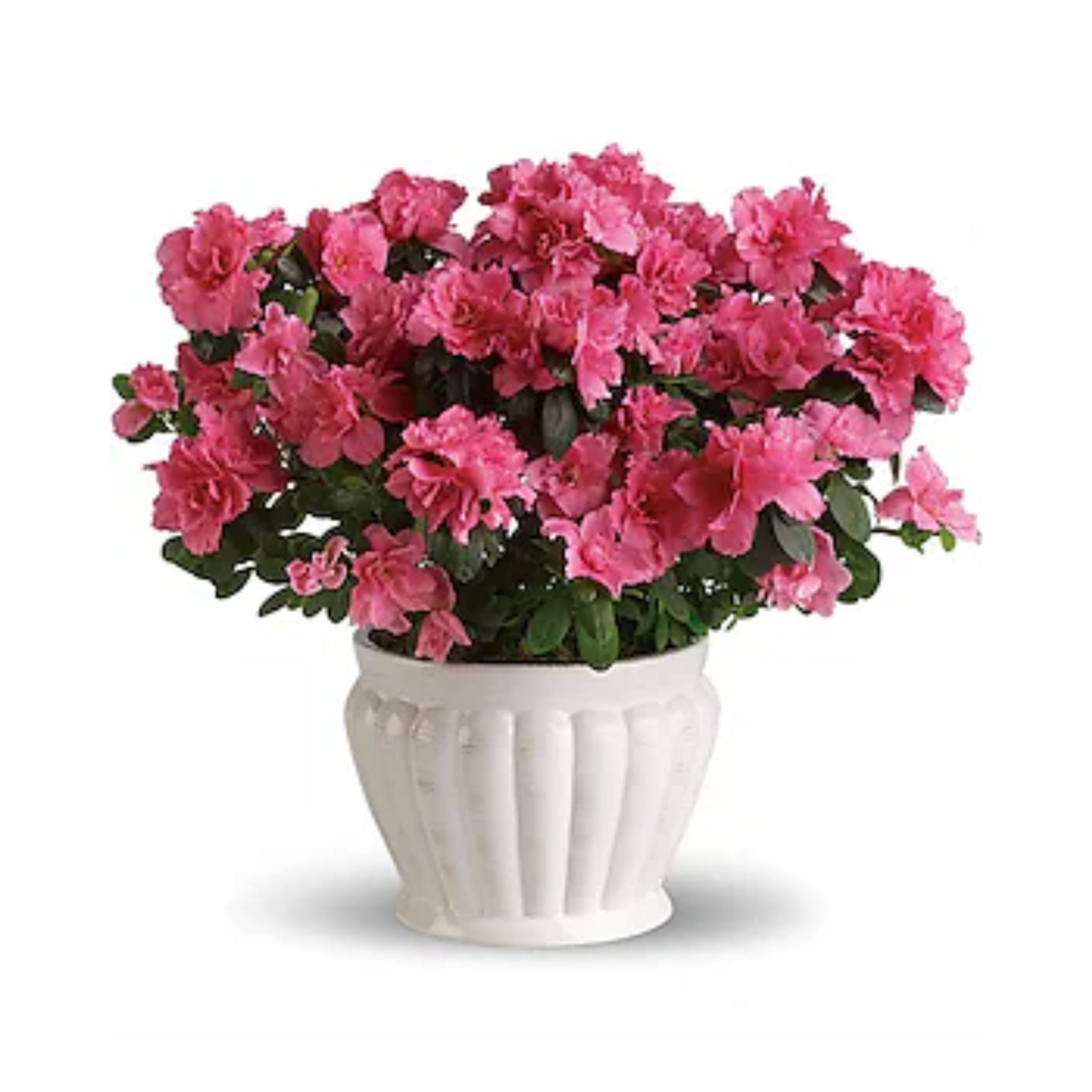 Pretty in Pink Azalea