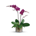 Glorious Gratitude Orchid