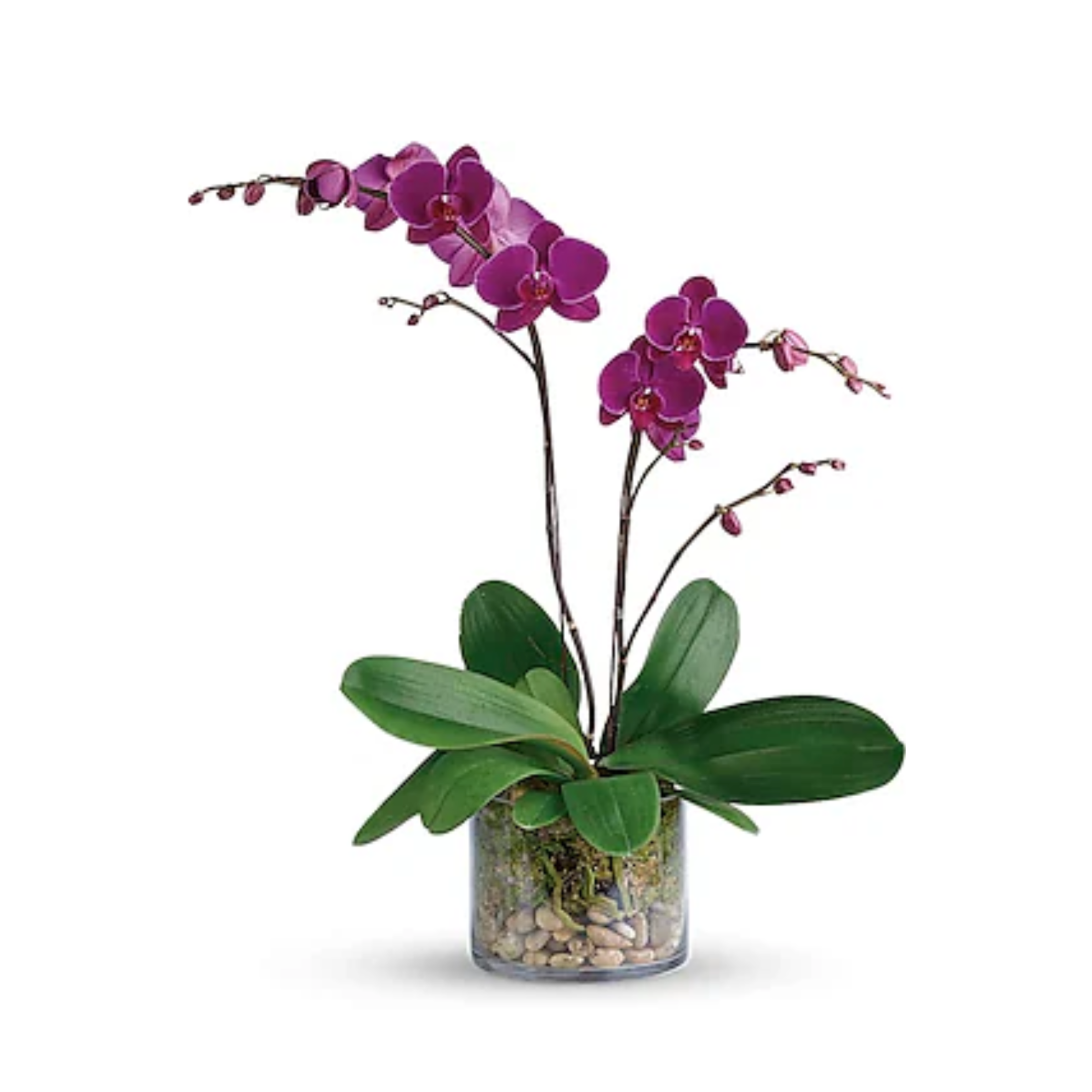 Glorious Gratitude Orchid