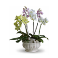 Regal Orchids