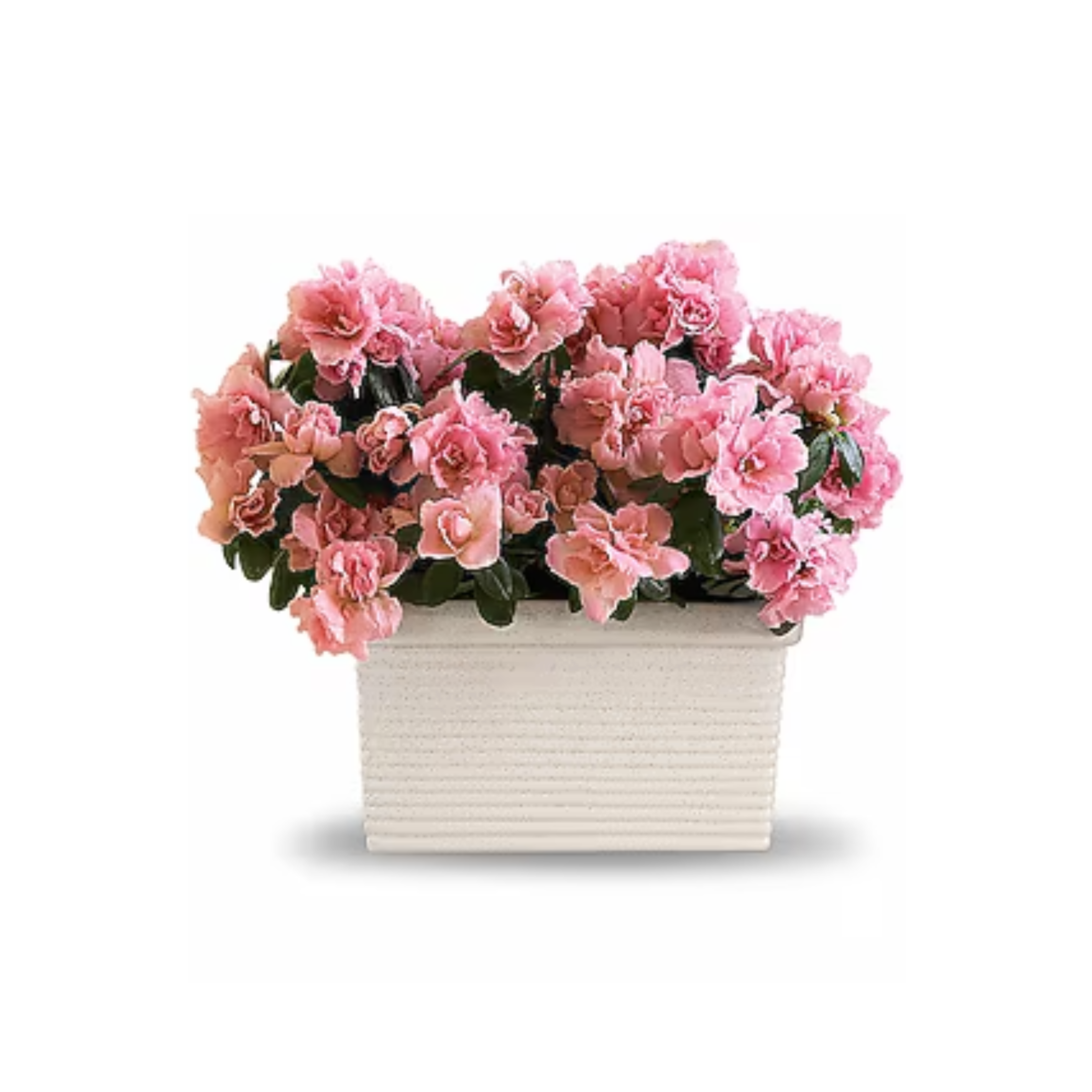 Sweet Azalea Delight