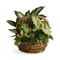 Emerald Garden Basket