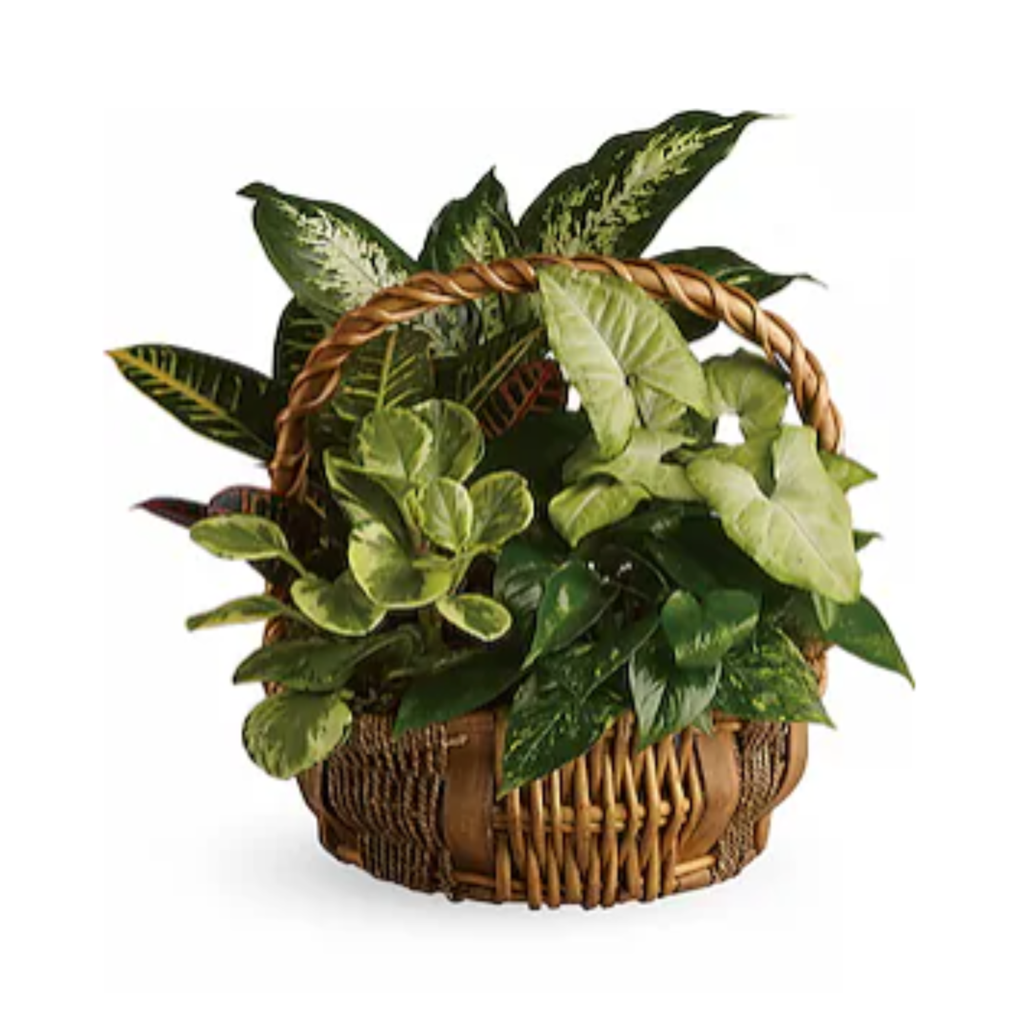 Emerald Garden Basket
