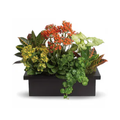 Stylish Plant Assortment