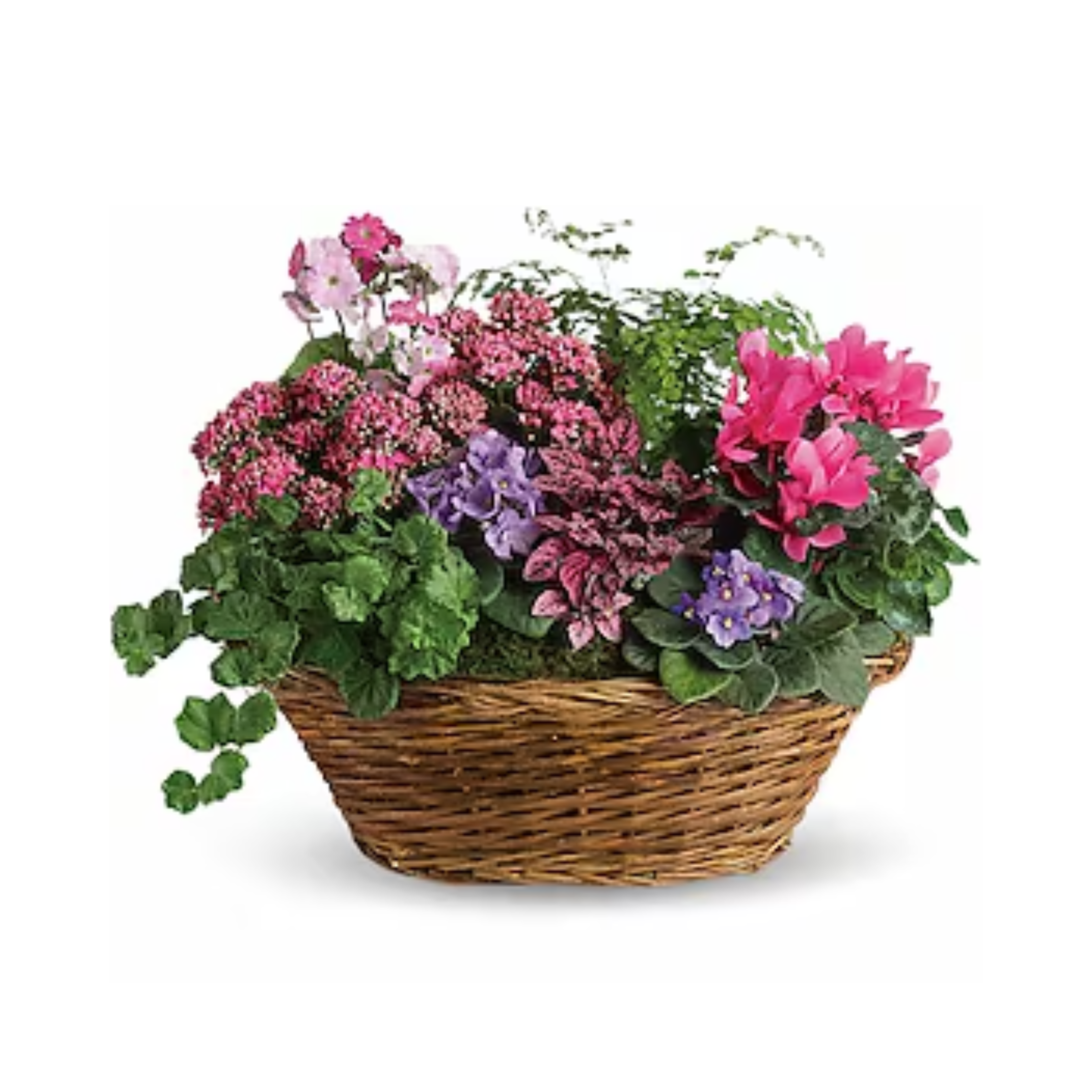 Simply Chic Mixed Plant Basket