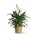 Simply Elegant Spathiphyllum (Peace Lily) - Medium