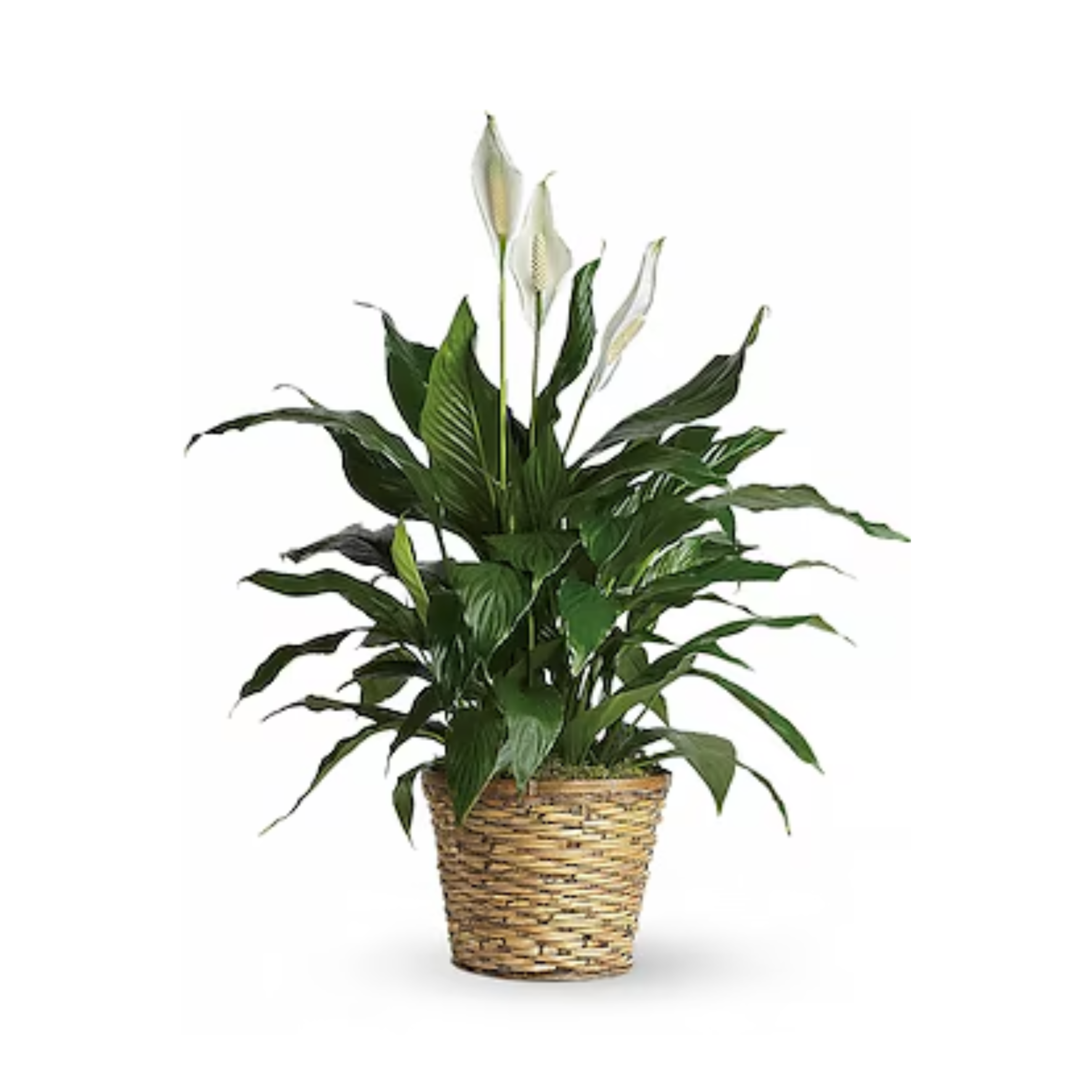 Simply Elegant Spathiphyllum (Peace Lily) - Medium