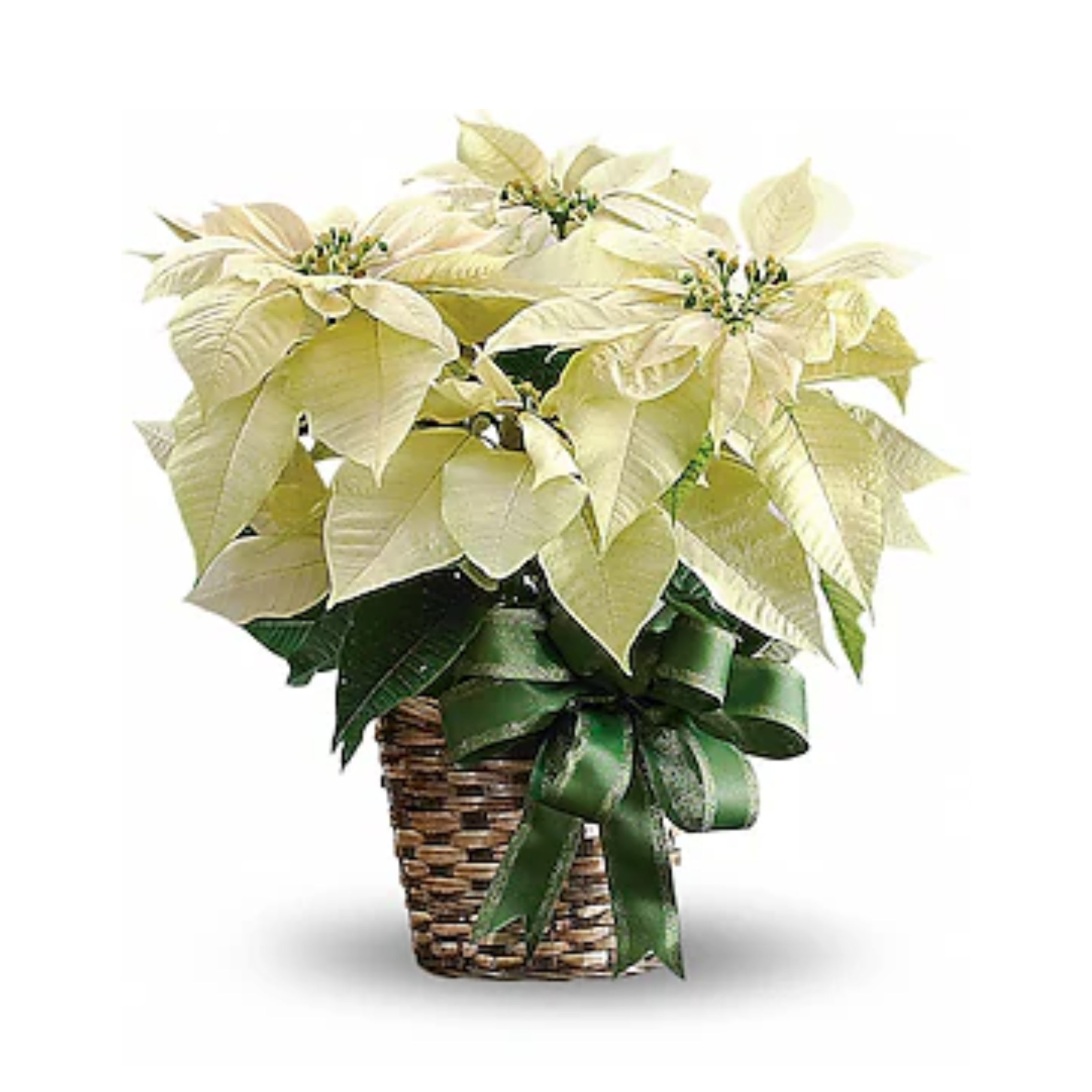 White Poinsettia
