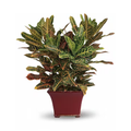 Stately Croton