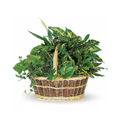 Large Basket Garden