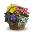 Spring Has Sprung Mixed Basket