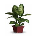 Delightful Dieffenbachia