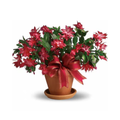Merry Christmas Cactus