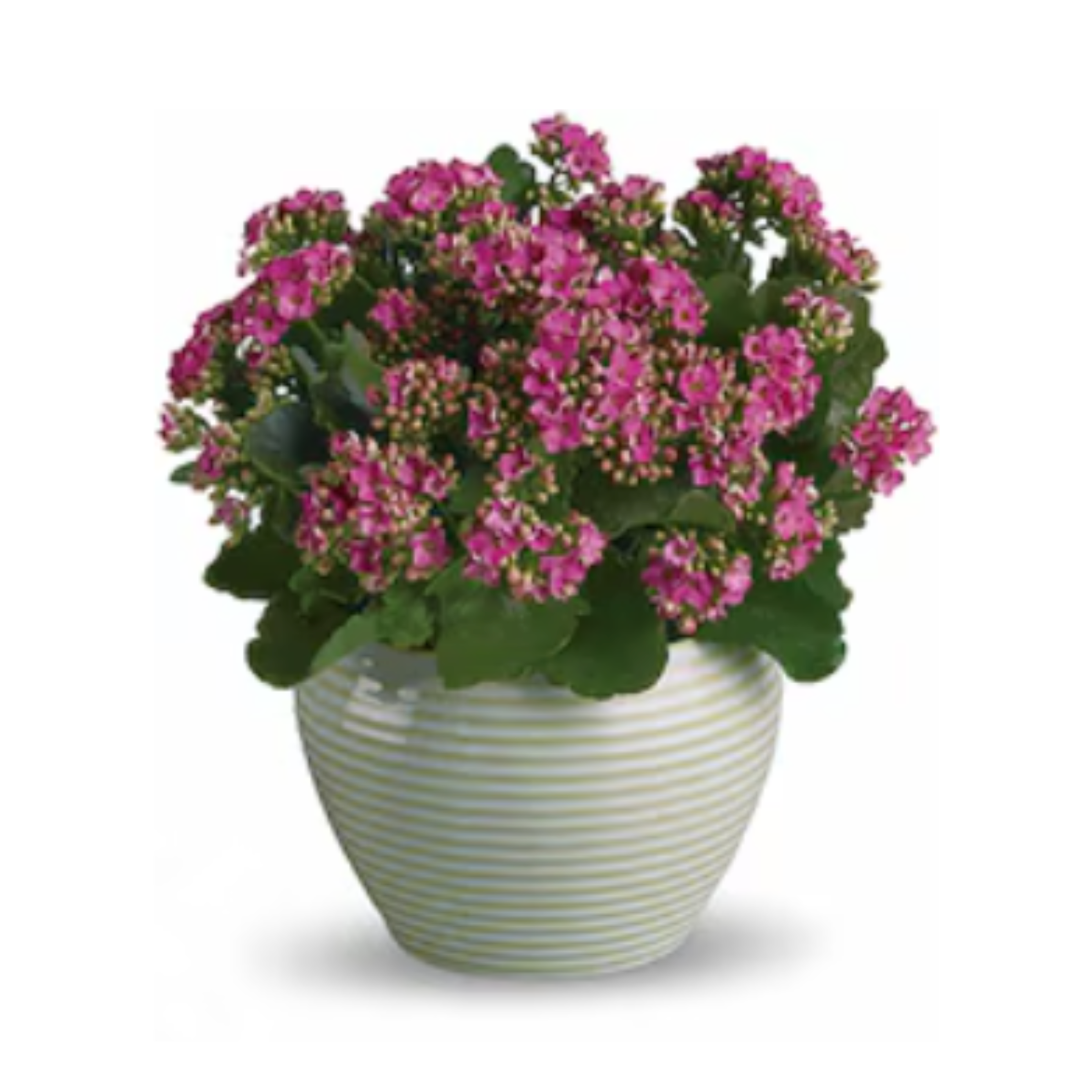Bountiful Kalanchoe