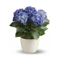 Happy Hydrangea - Blue