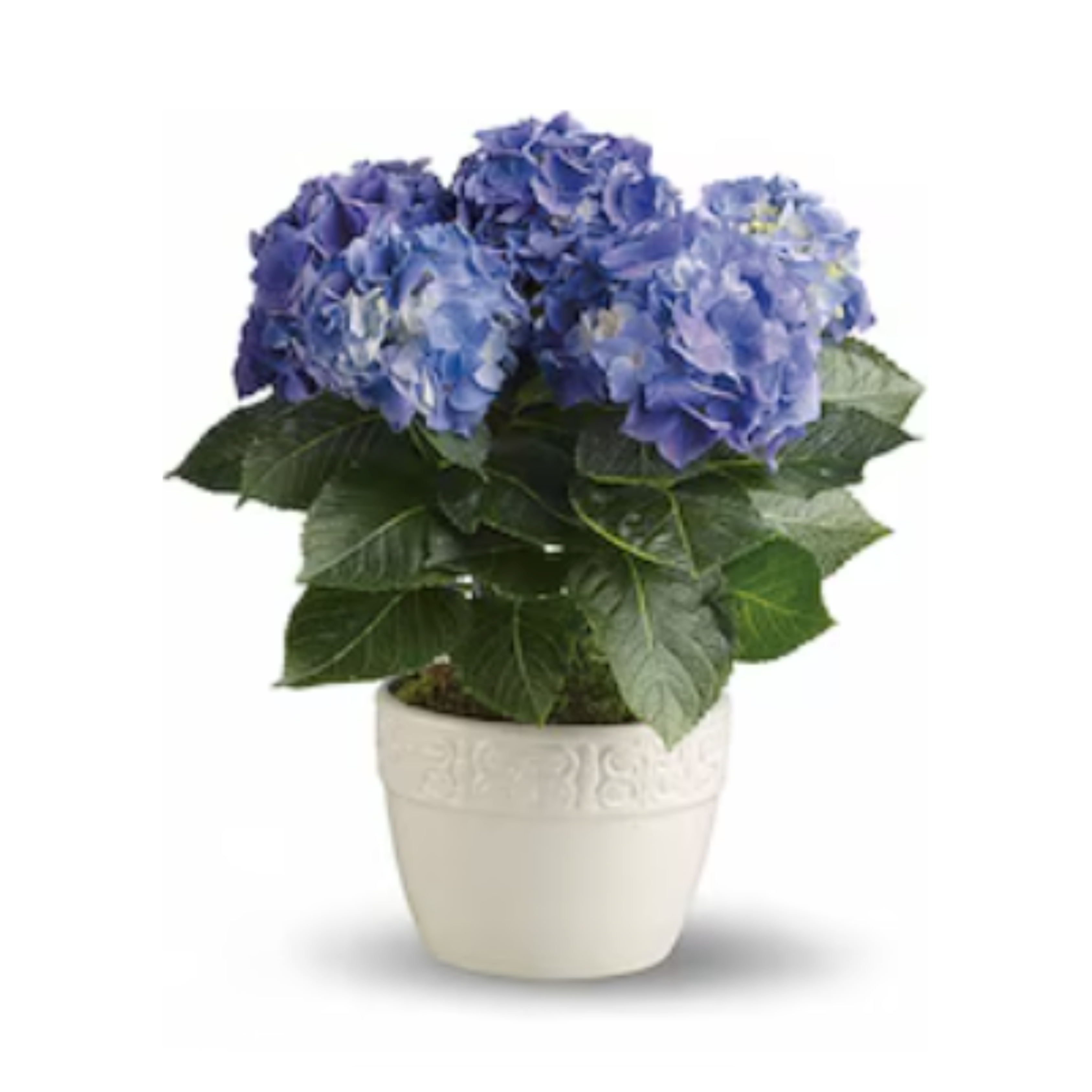 Happy Hydrangea - Blue