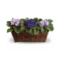 Sweet Violet Trio