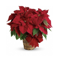 Red Poinsettia