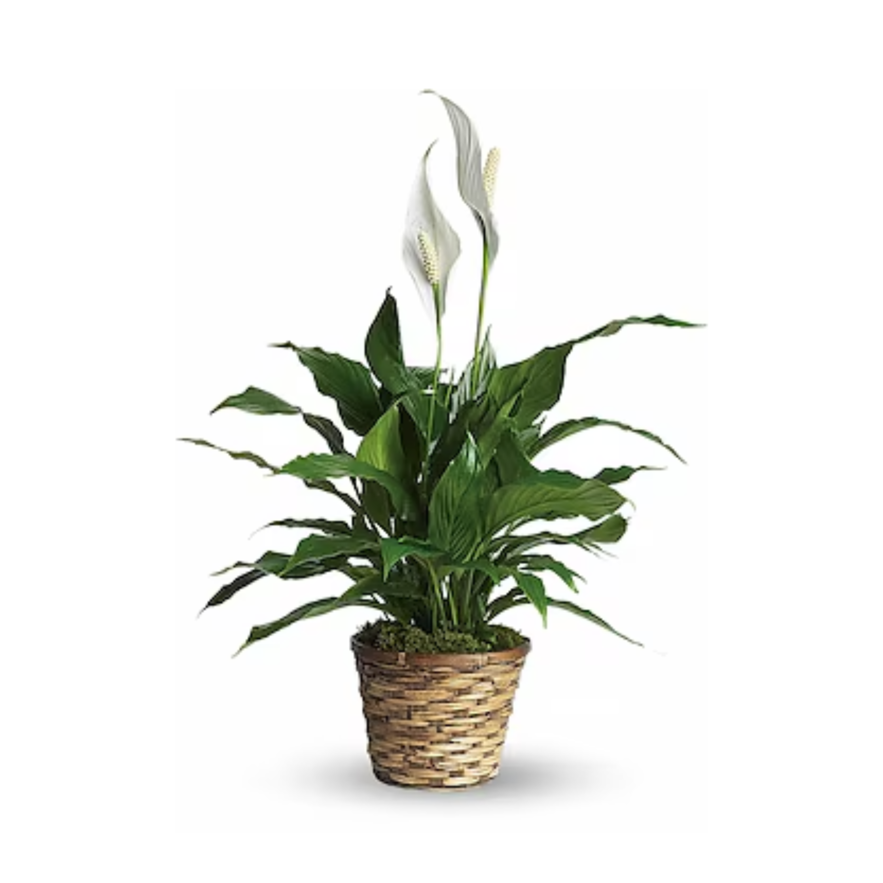 Simply Elegant Spathiphyllum (Peace Lily) - Small