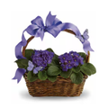 Violets and Butterflies