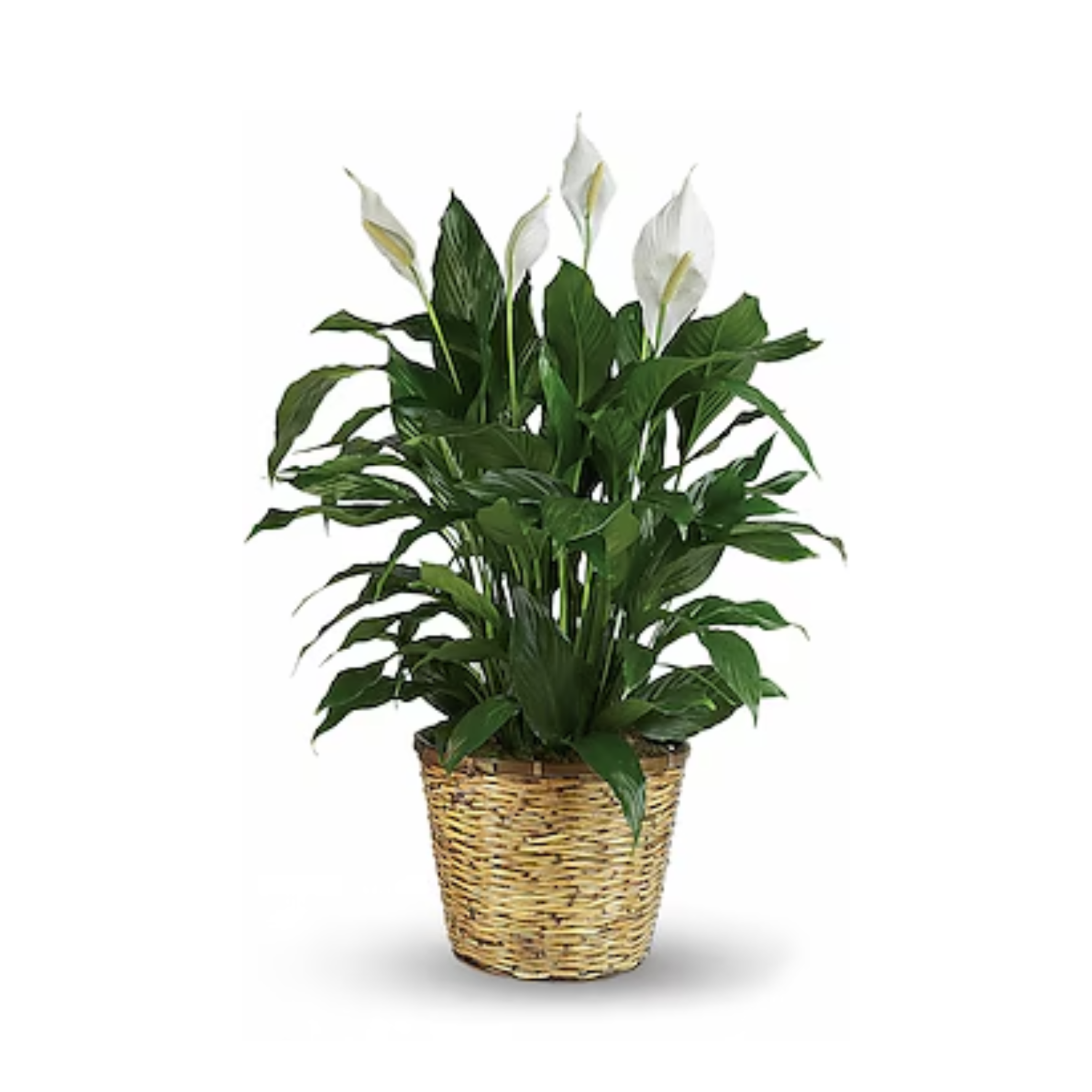 Simply Elegant Spathiphyllum (Peace Lily) - Large
