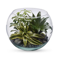 Sphere of Tranquility Terrarium