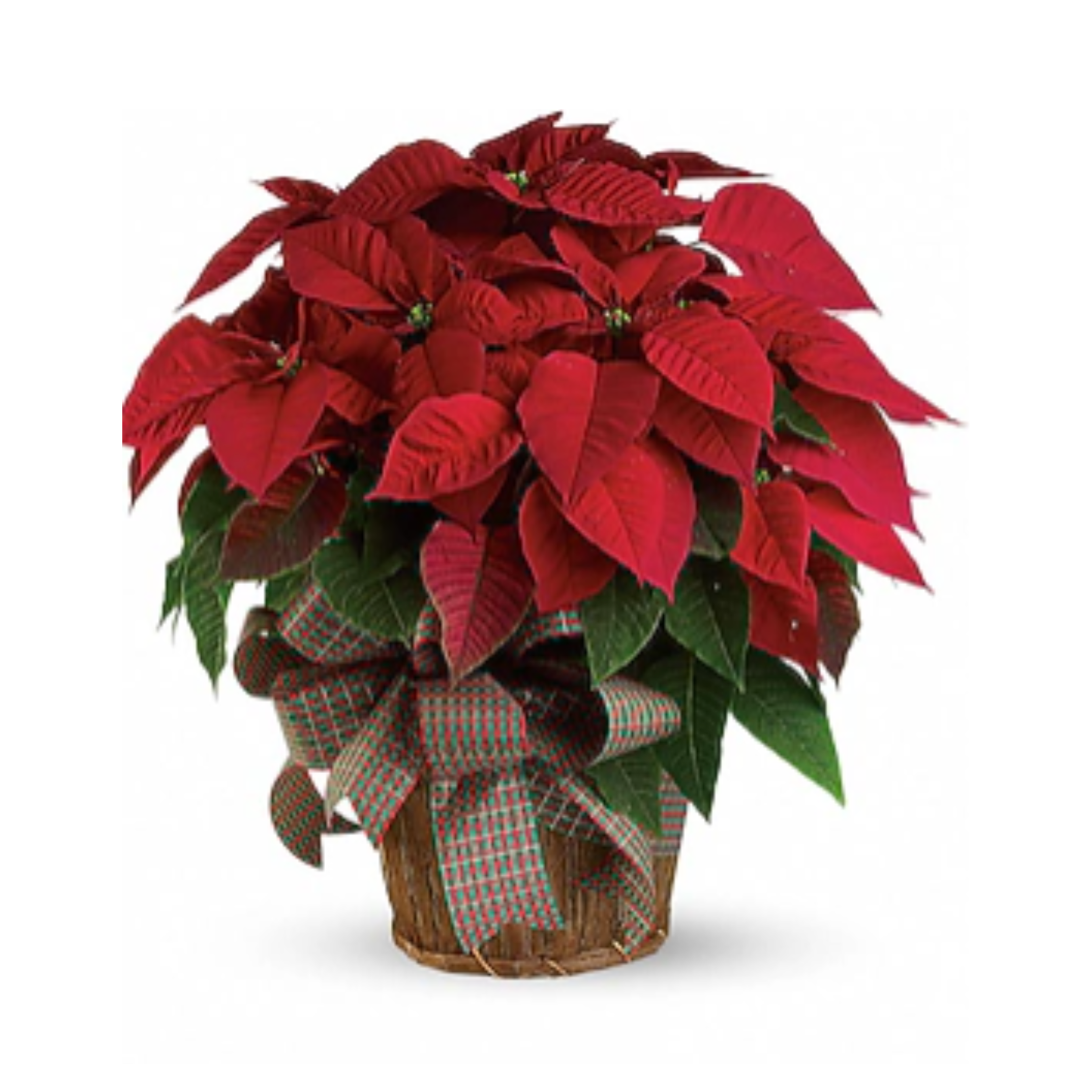 Large Red Poinsettia