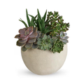 Desert Beauty Succulent Garden