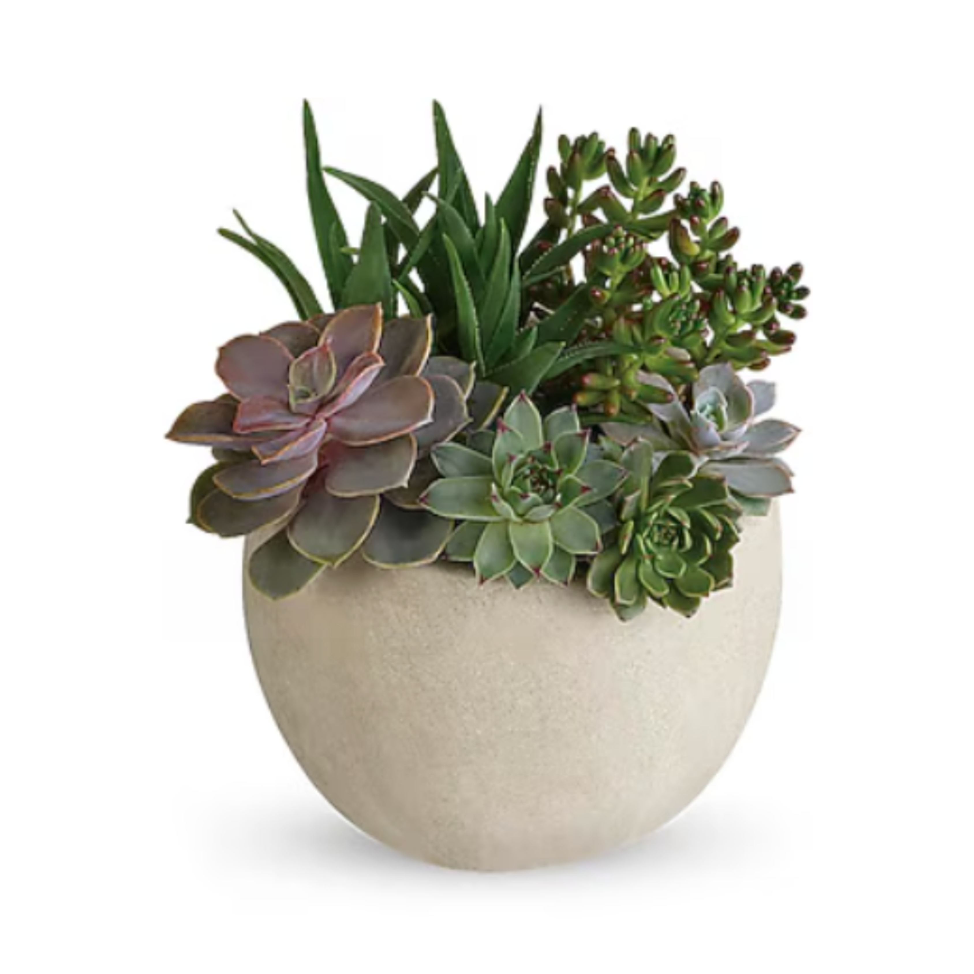 Desert Beauty Succulent Garden