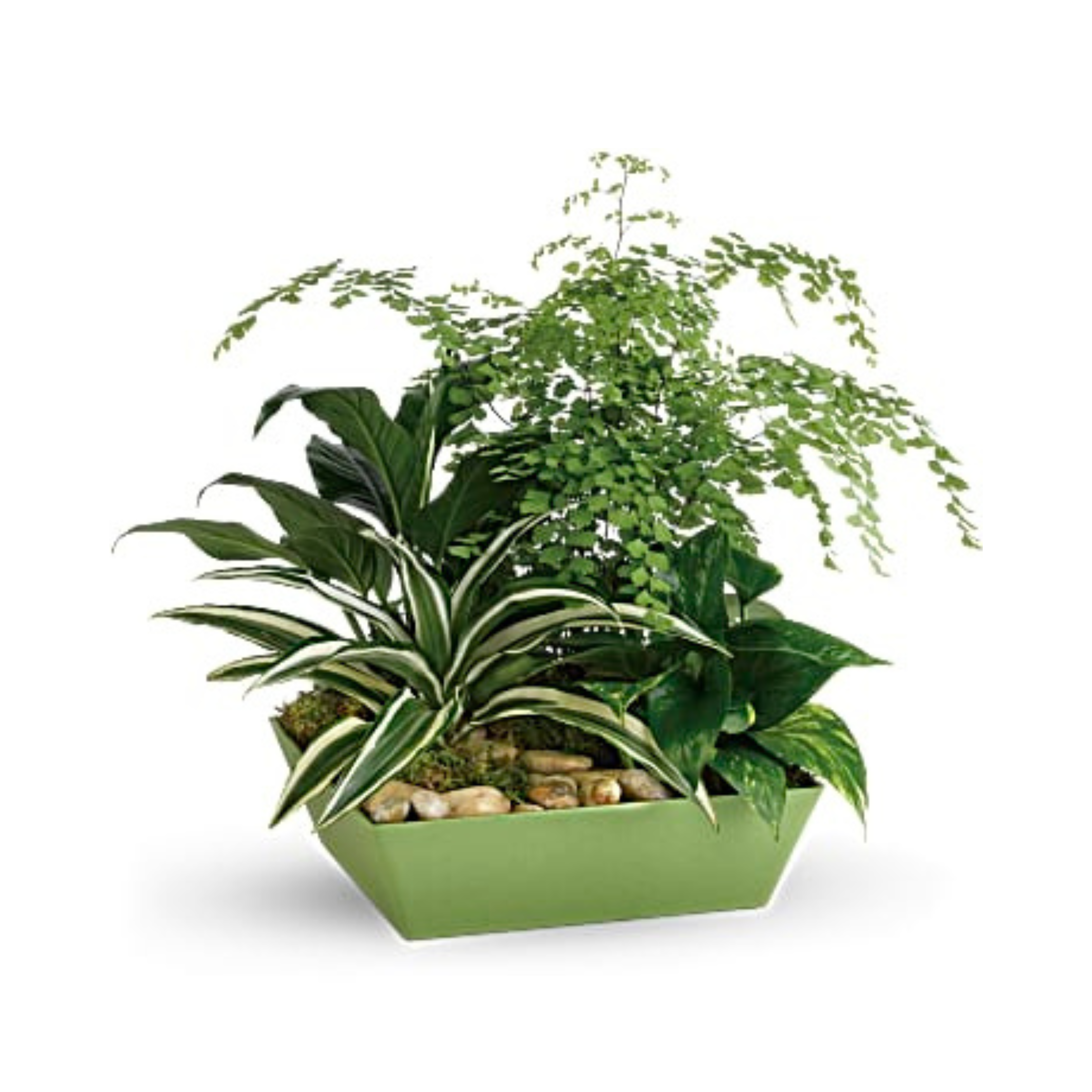 Forever Green Plant Garden